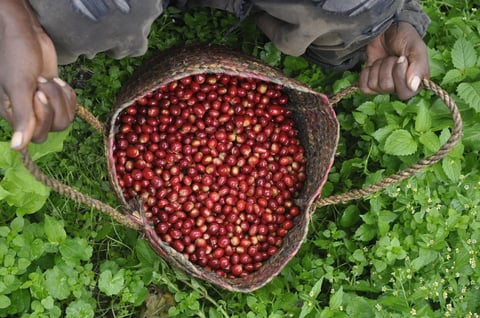 harvest