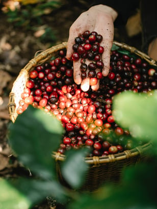 coffee-farmer