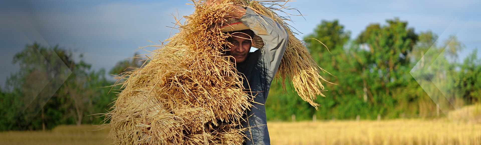 farmer harvesting rice