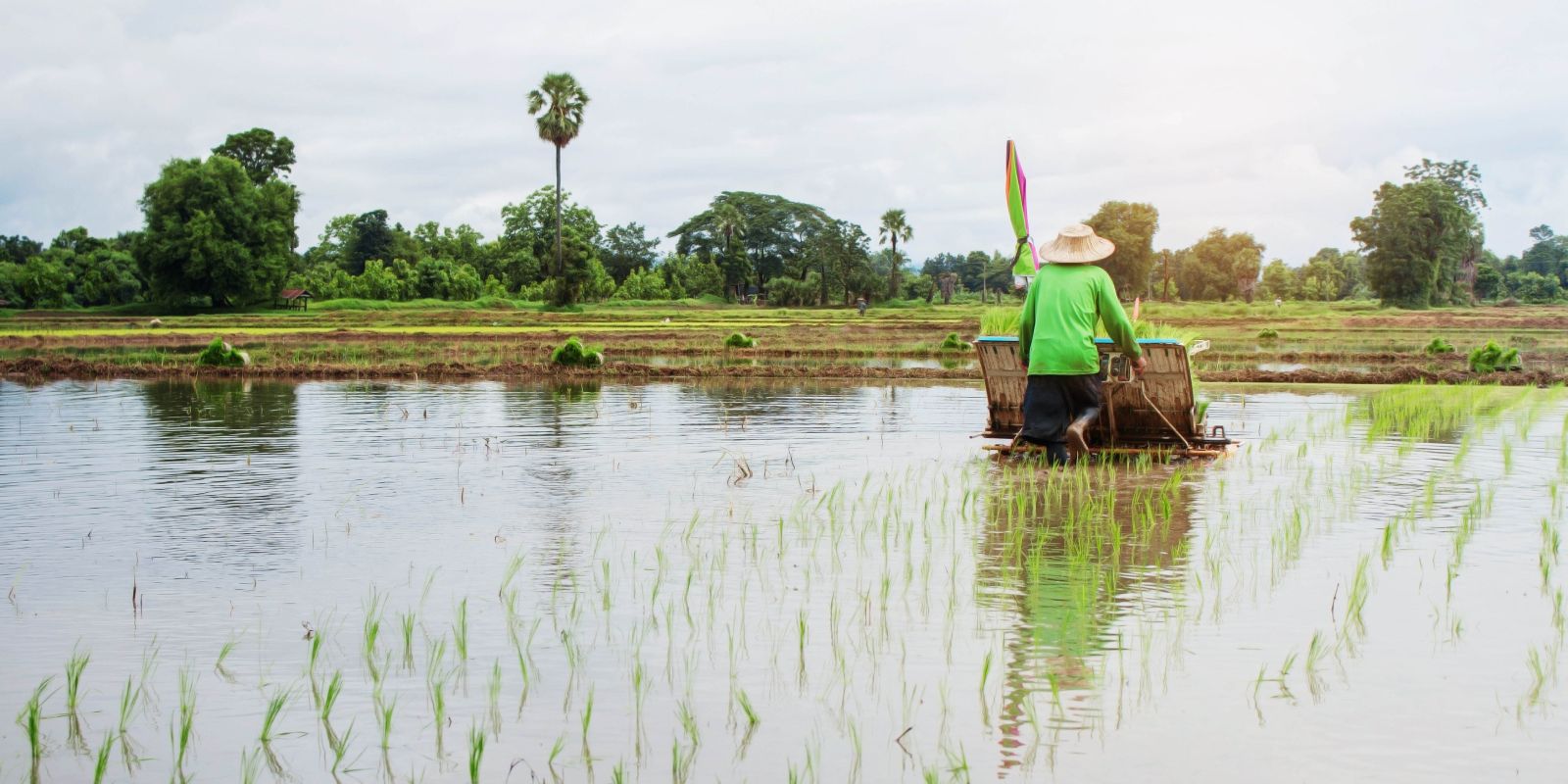 farmers-are-planting-rice-on-fields-2021-08-26-16-02-08-utc (4)