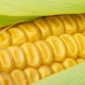 gpi-maize