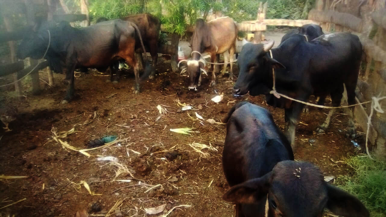 Farm Cows Kenya