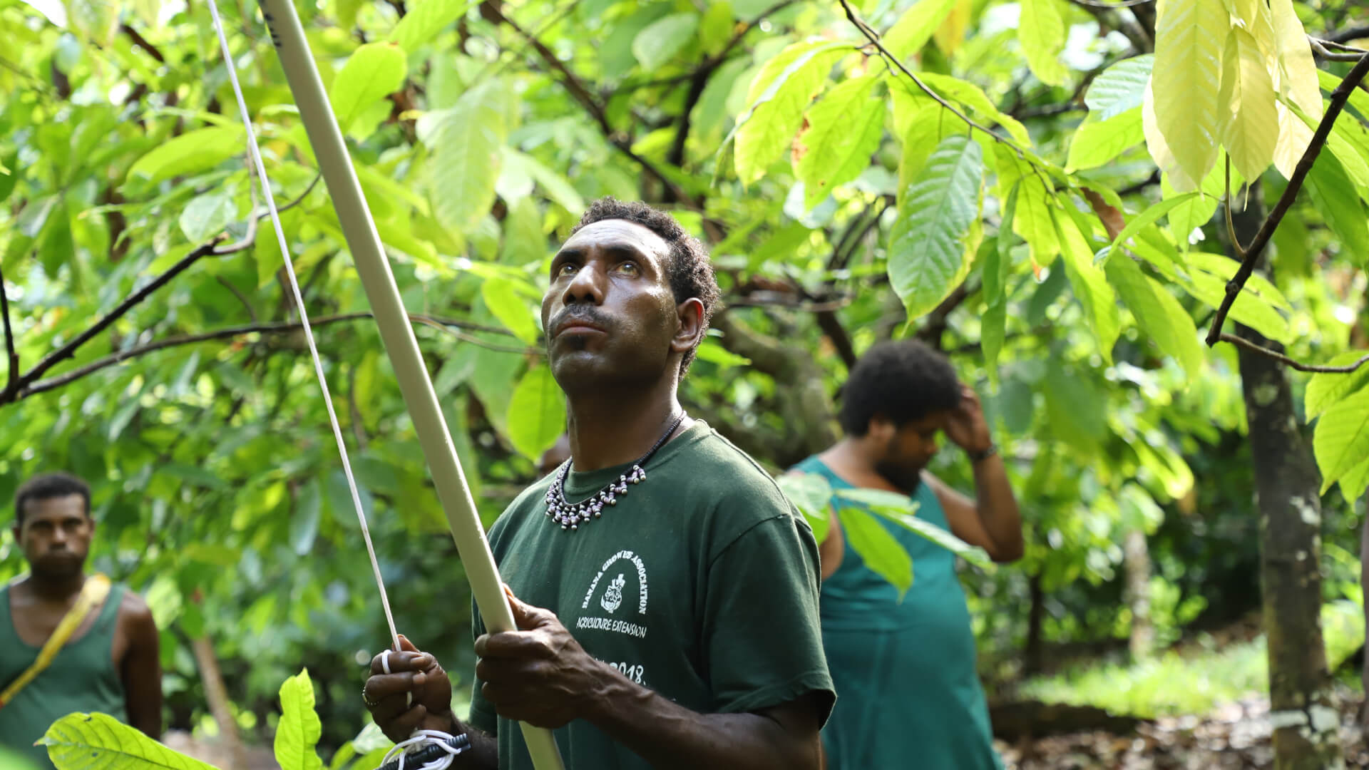 Solomon Island Cocoa