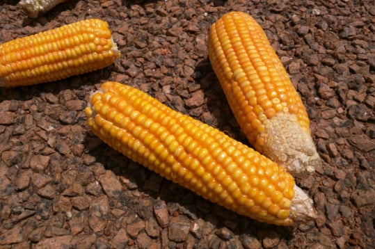 african-corn-