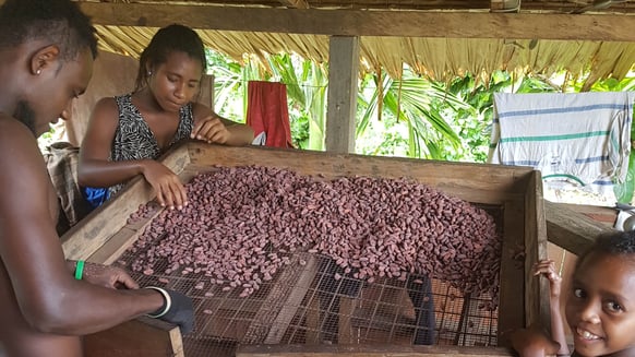 drying cocoa