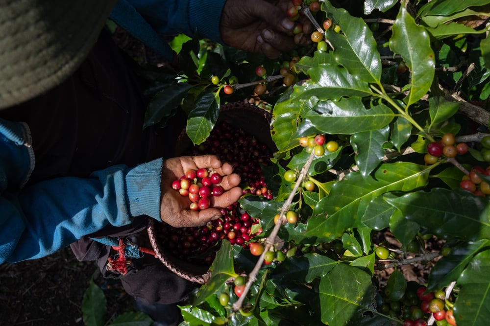 coffee-farmer