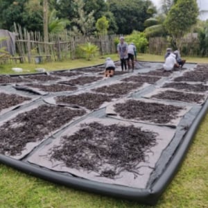 drying-crops