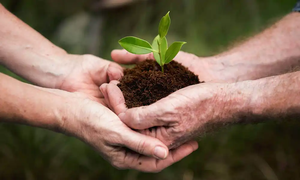 hands-holding-plant